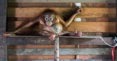 Baby Orangutan