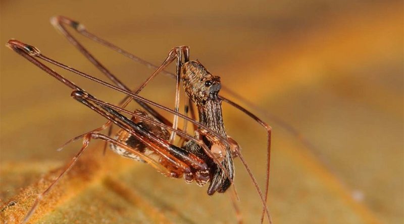 Pelican Spider