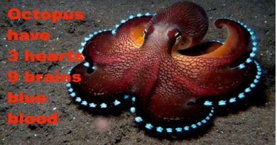 Octopus