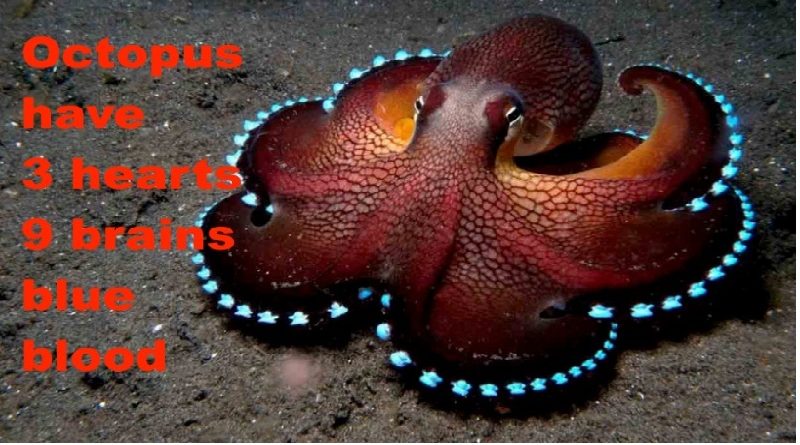 Octopus