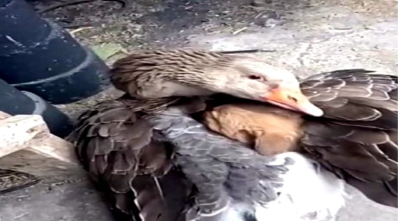 Goose Keeping a Puppy