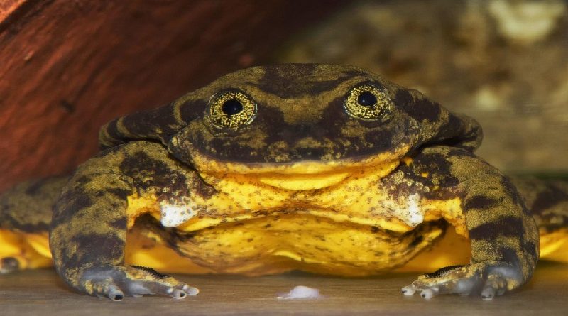 Romeo the Lonely Frog