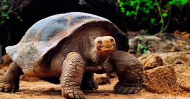 Lonesome George Lived