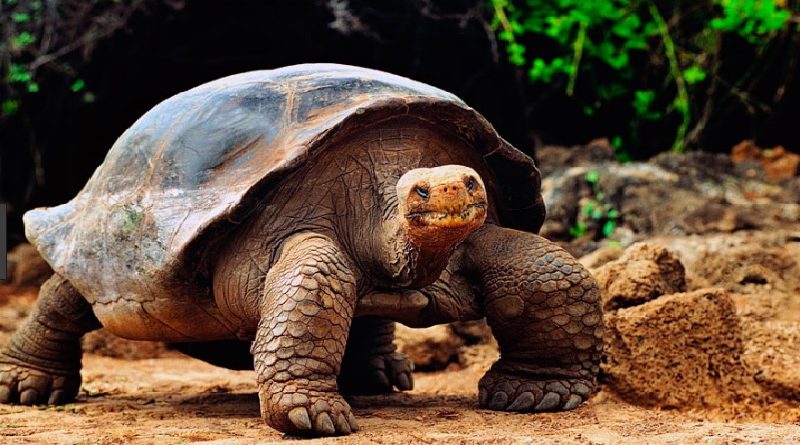 Lonesome George Lived