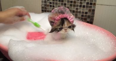 This Kitty Is Taking A Bath. When You See What She’s Wearing, Your Heart Will Explode From The Cuteness! (VIDEO)