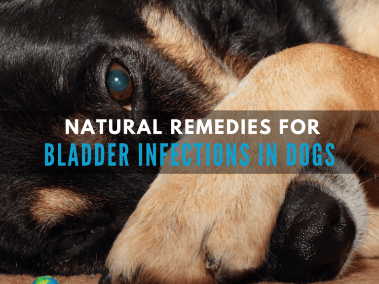 Bladder Infection Remedies for Dogs - animalnatlife