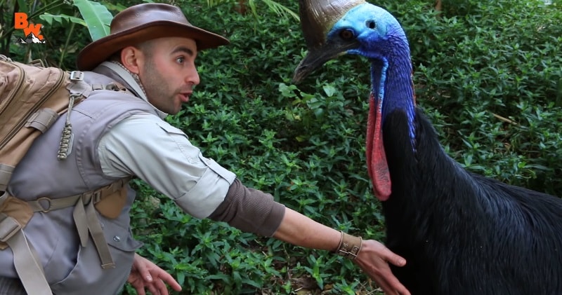 Meet The “Cassowary” Is this Bird a Living Dinosaur?(VIDEO)