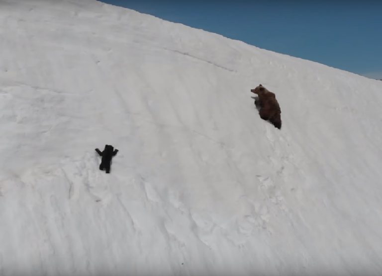 Viral Video Of Baby Bear Climbing Back Up Mountain