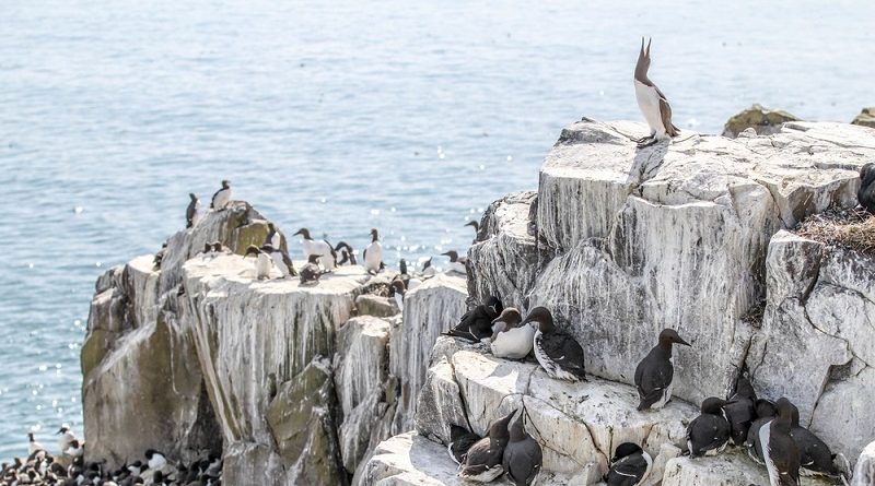 Birds Just Starved Death