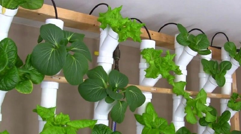 basement pvc vertical garden