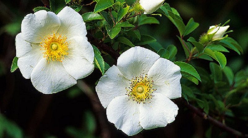 Grow Cherokee Rose