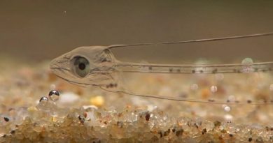 A Strange Transparent Fish