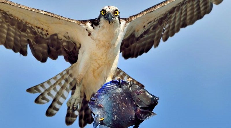 Osprey Clutching Blue Fish