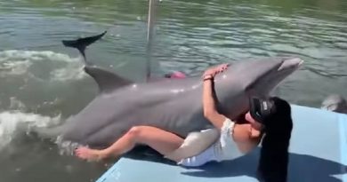 Frisky Dolphin