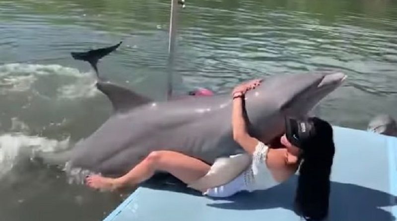 Frisky Dolphin