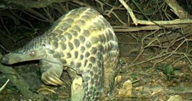 Rarely Glimpsed Scaly Pangolins Caught Hugging Trees in the Dark (VIDEO)