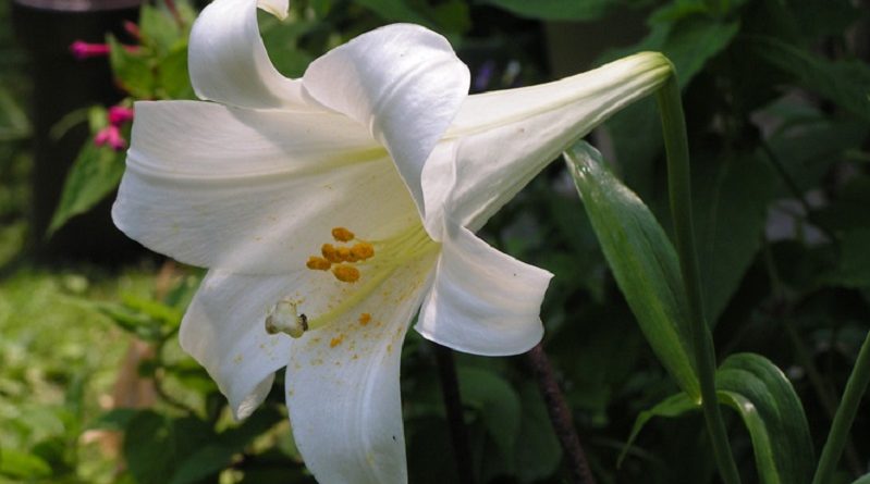 Lily Flower