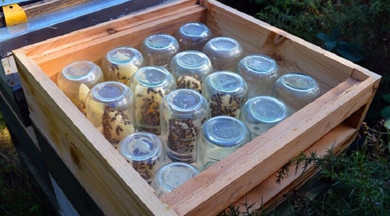 Honey DIY Project