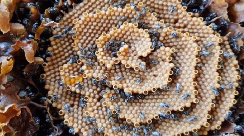 Unique Spiral Hives