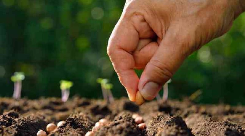 VEGETABLE SEEDS PLANT IN MARCH