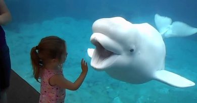 Beluga Whale