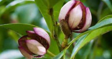 Banana Shrub Growing