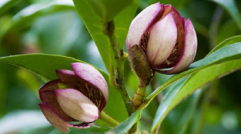 Banana Shrub Growing