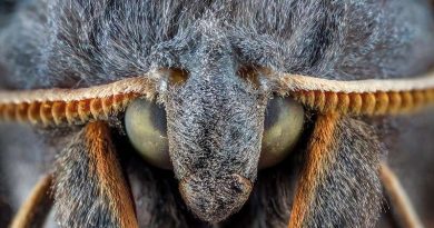 extreme furry moth