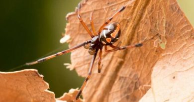 Show Black Widows