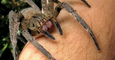 Discovers Poisonous Spider