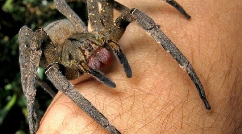 Discovers Poisonous Spider