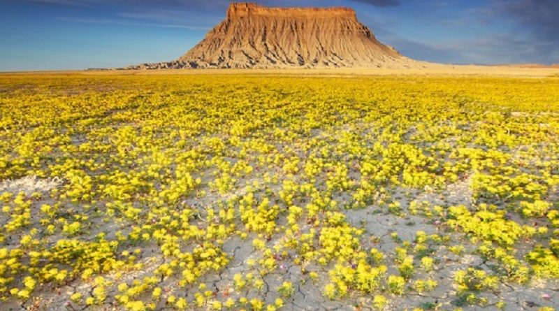 Amazing Desert Beauties Utah