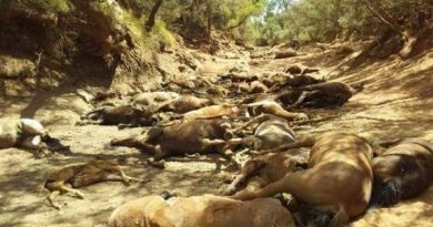 Wild Horses Dried-Up