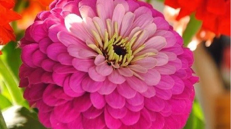 Zinnia Bright Colors