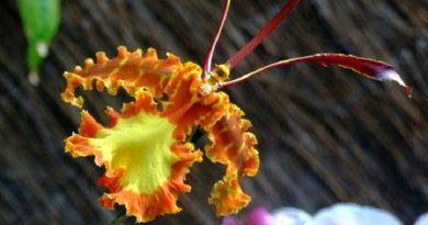 butterfly orchid