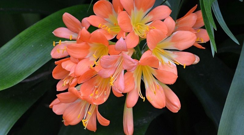 Clivia Miniata