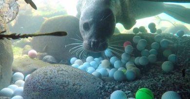 Rotting Golf Balls From Coastal