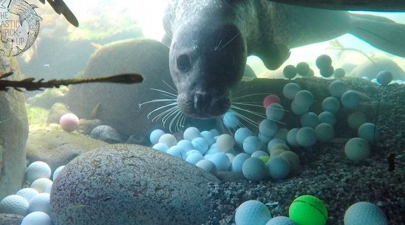 Rotting Golf Balls From Coastal