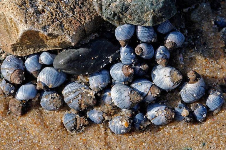 Microplastics Are Hurting Snails' Ability To Evade Predators