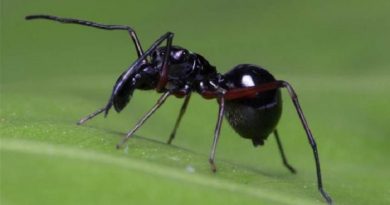 Jumping Spiders