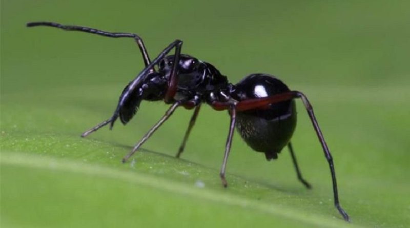 Jumping Spiders