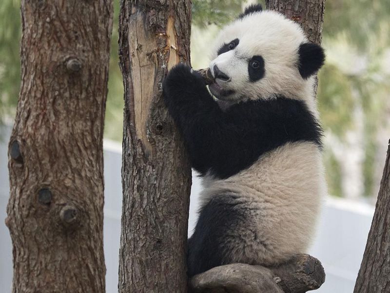 pandas-weren-t-always-picky-eaters-video