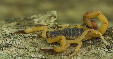 Venomous Yellow scorpions