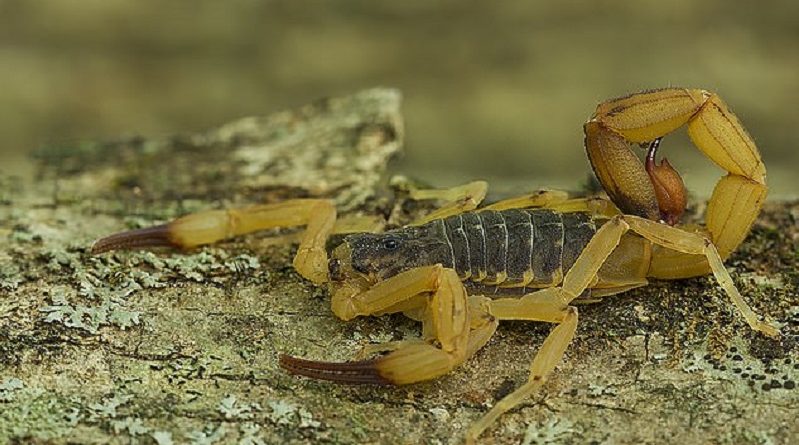 Venomous Yellow scorpions