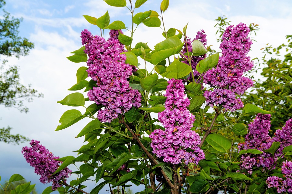 How To Grow Lilac Bushes (VIDEO)