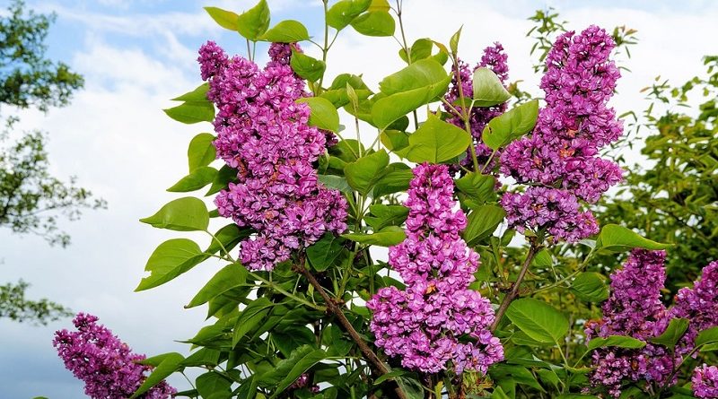 Lilac Bushes