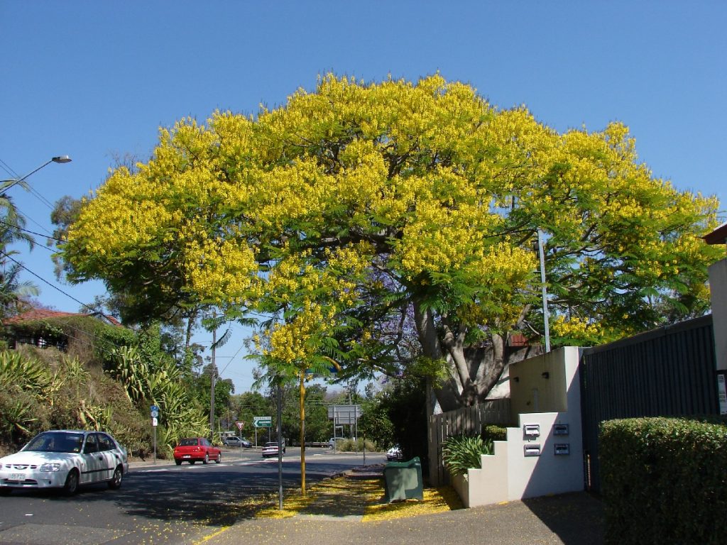 Caring For Feather Duster Trees – How To Grow A Feather Duster Tree