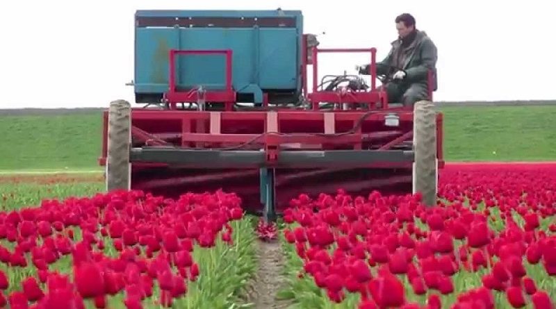 Topping Tulips