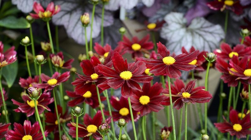 Growing Coreopsis