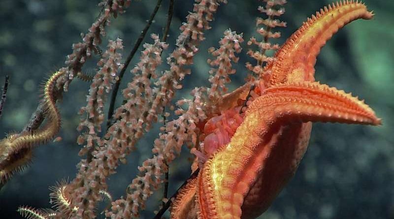 Sea Stars Hunting